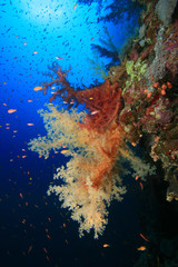 Fototapeta na wymiar Colorful Soft Coral