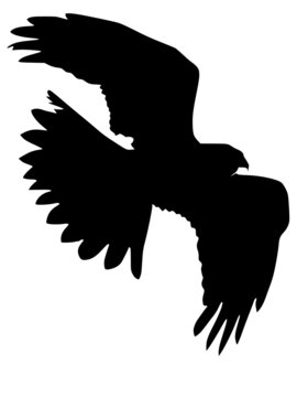 recommend clip art: silhouette of harrier