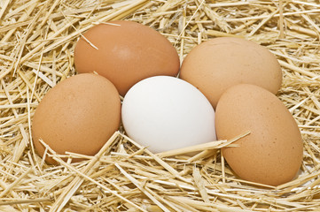 huevos en la granja