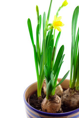 yellow narcissus in pot isolated