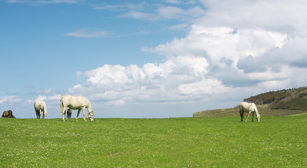 Caballos en una pradera