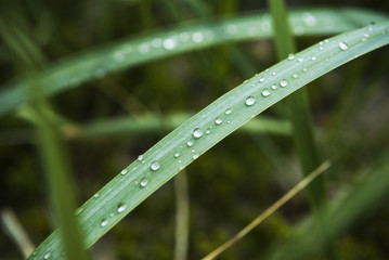 raindrop