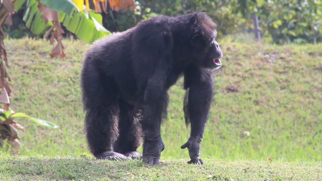 Chimpanzees