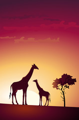 Fototapeta na wymiar Giraffe
