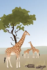 Afwasbaar Fotobehang Zoo Giraffe