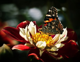 Dahlie und Schmetterling