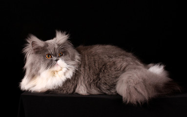 Grey persian cat on black background