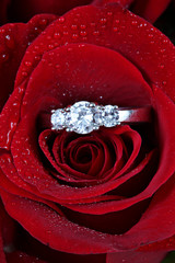 White gold diamond ring in rose