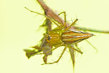 lynx spider in the parks