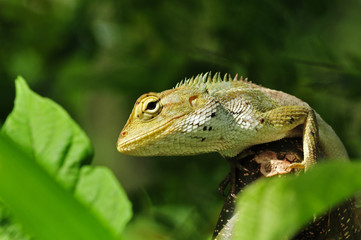 tree lizard in the parks