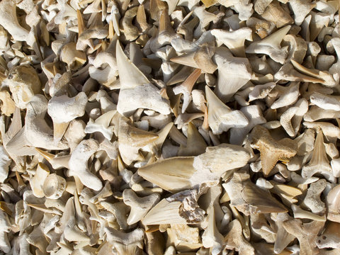 fossil teeth