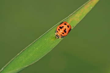 Fototapeta premium ladybug