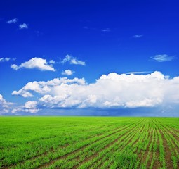 green rural field under a blue sky