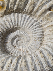 ammonite fossil