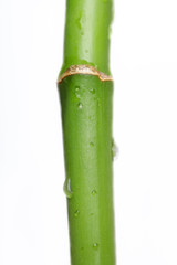 Green stalk