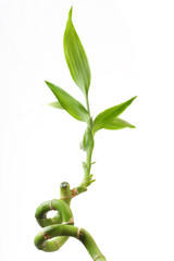 Green stalk