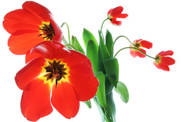 Red spring tulips in vase