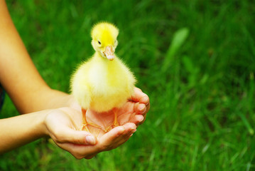gosling in hand