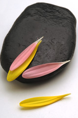 Sasso con petali