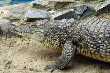 Crocodile