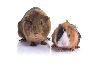 deux cobaye sur fond blanc