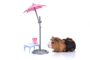 humour - bébé cobaye qui se détend à la terrasse l'été
