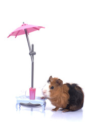 humour - bébé cobaye accoudé à la terrasse