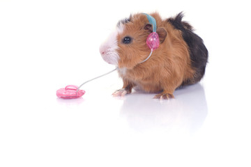 cobaye qui &eacute;coute de la musique avec des &eacute;couteurs