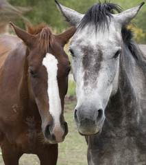 Fototapeta premium Para koni