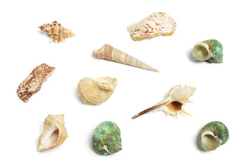 Collection of Seashells