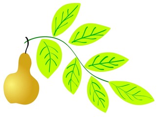 pear's composition