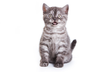 British kitten on white background