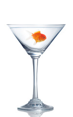 goldfish in martini glass
