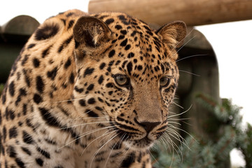 Amur Leopard gazing intently