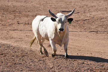 Rodeo Bull