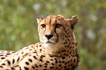 Head and shoulders of an amur leopard lounging