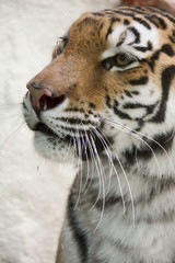 Obraz premium Tiger