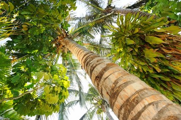 Fototapeta premium Tropical palm tee