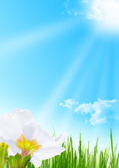 Fototapeta premium image fleur printemps - ciel bleu et herbe dans un jardin