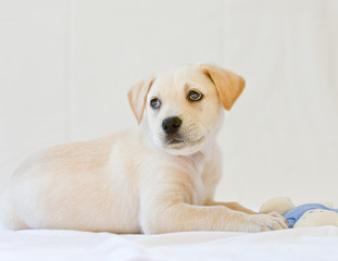 Lab puppy
