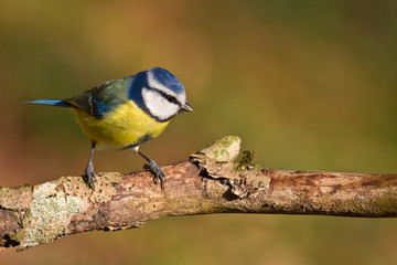 Blue tit, Parus caeruleus.