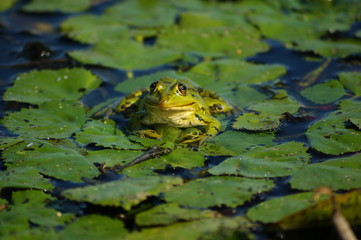 Frosch auf Wassernussblättern