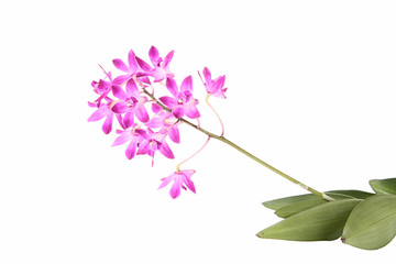 Dendrobium Orchidee