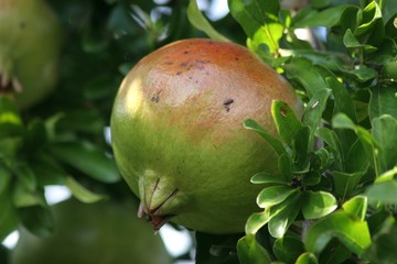 granatapfel