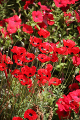 Obraz premium coquelicots