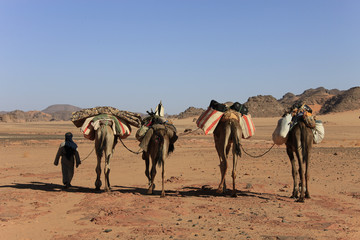 Libye, randonnée chamelière dans l'Akakus