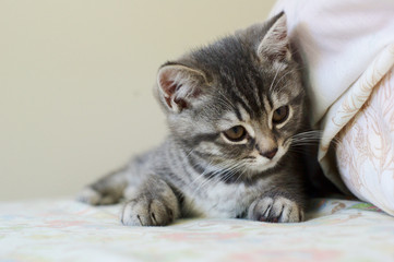 Little kitten in bed