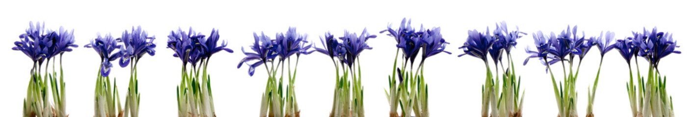 Viele blaue Iris