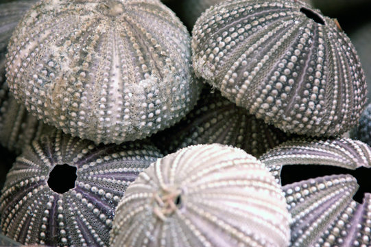 sea urchin stack