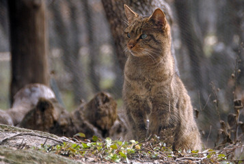 Gato montés